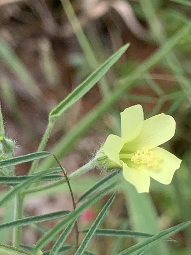 Image of Doll's Hibiscus by (c) Matthew Fainman, some rights reserved (CC BY)
