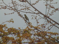 Saltator striatipectus