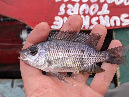Haplochromis borleyi redfin (Copadichromis borleyi) — Cichlidae — 2