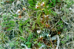 Androsace triflora
