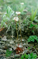 Androsace triflora