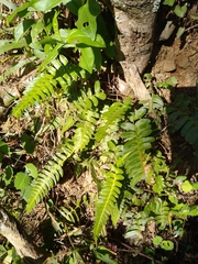 Blechnum polypodioides