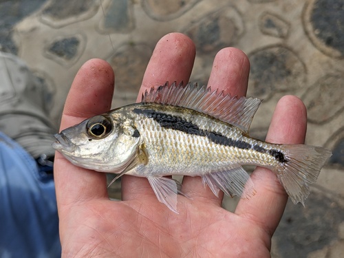 Sand-sifting cichlid (Mylochromis epichorialis) — Cichlidae — 2
