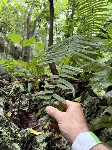 Lime Fern (Cyclopeltis semicordata)