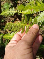 Blechnum polypodioides