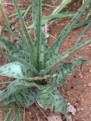 Ledebouria inquinata