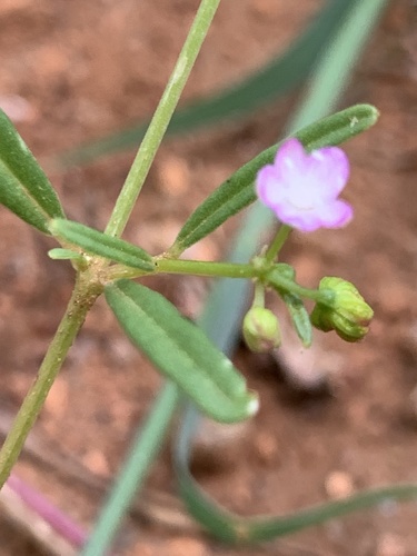 Gisekia pharnaceoides (Gisekia pharnaceoides)