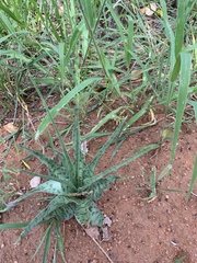 Ledebouria inquinata