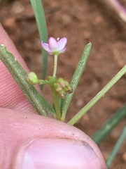 Gisekia pharnaceoides