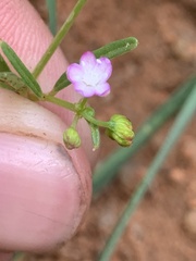 Gisekia pharnaceoides