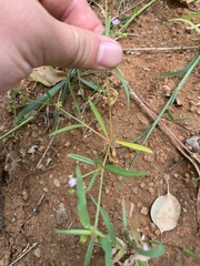 Gisekia pharnaceoides