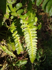 Blechnum polypodioides