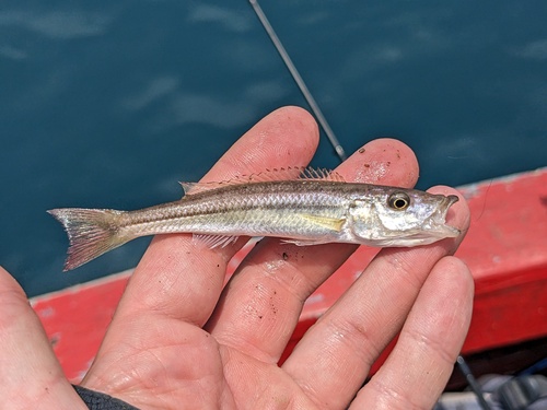 Malawi tigerfish (Rhamphochromis esox) — Cichlidae — 2