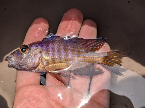 Aulonocara stuartgranti