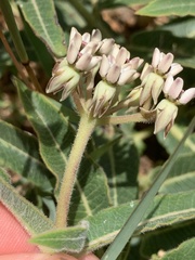 Asclepias meliodora