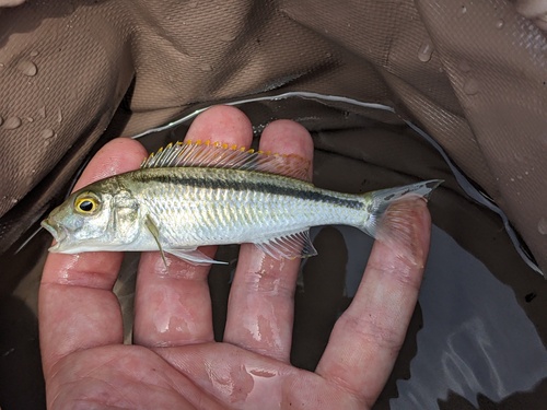 Haplochromis lepturus green (Buccochromis lepturus) — Cichlidae — 2