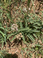 Asclepias meliodora