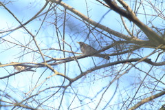 Turdus pilaris
