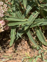 Asclepias meliodora