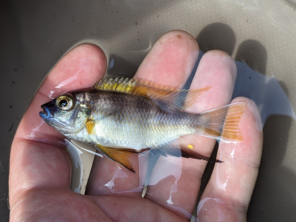 Livingston's mbuna (Maylandia livingstonii) — Cichlidae