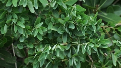 Cissampelos capensis