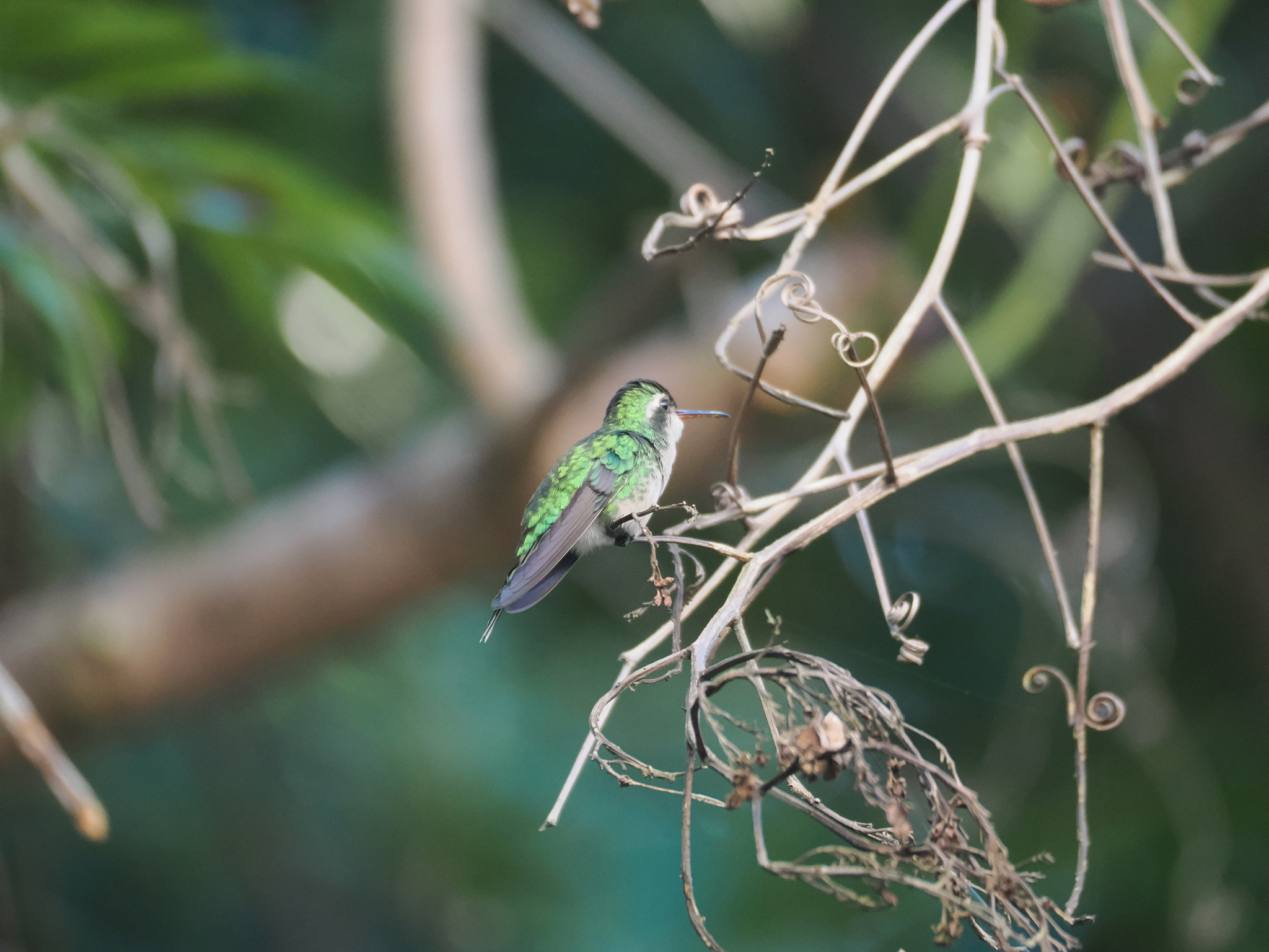 Cozumel Emerald (Cynanthus forficatus), photo 4