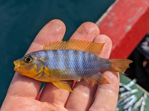 Aurora cichlid (Maylandia aurora) — Cichlidae — 2