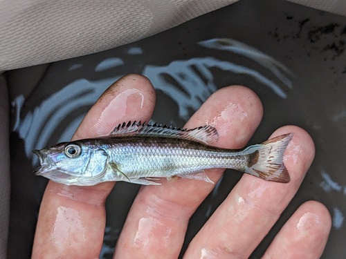 Malawi tigerfish (Rhamphochromis esox) — Cichlidae — 5
