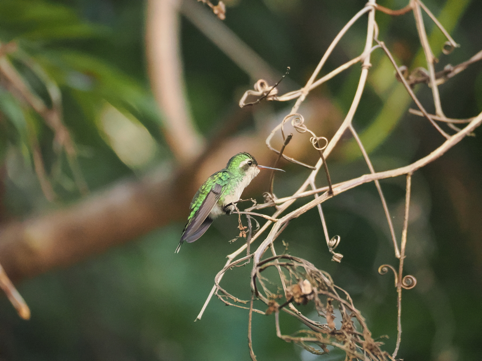 Cozumel Emerald (Cynanthus forficatus), photo 5