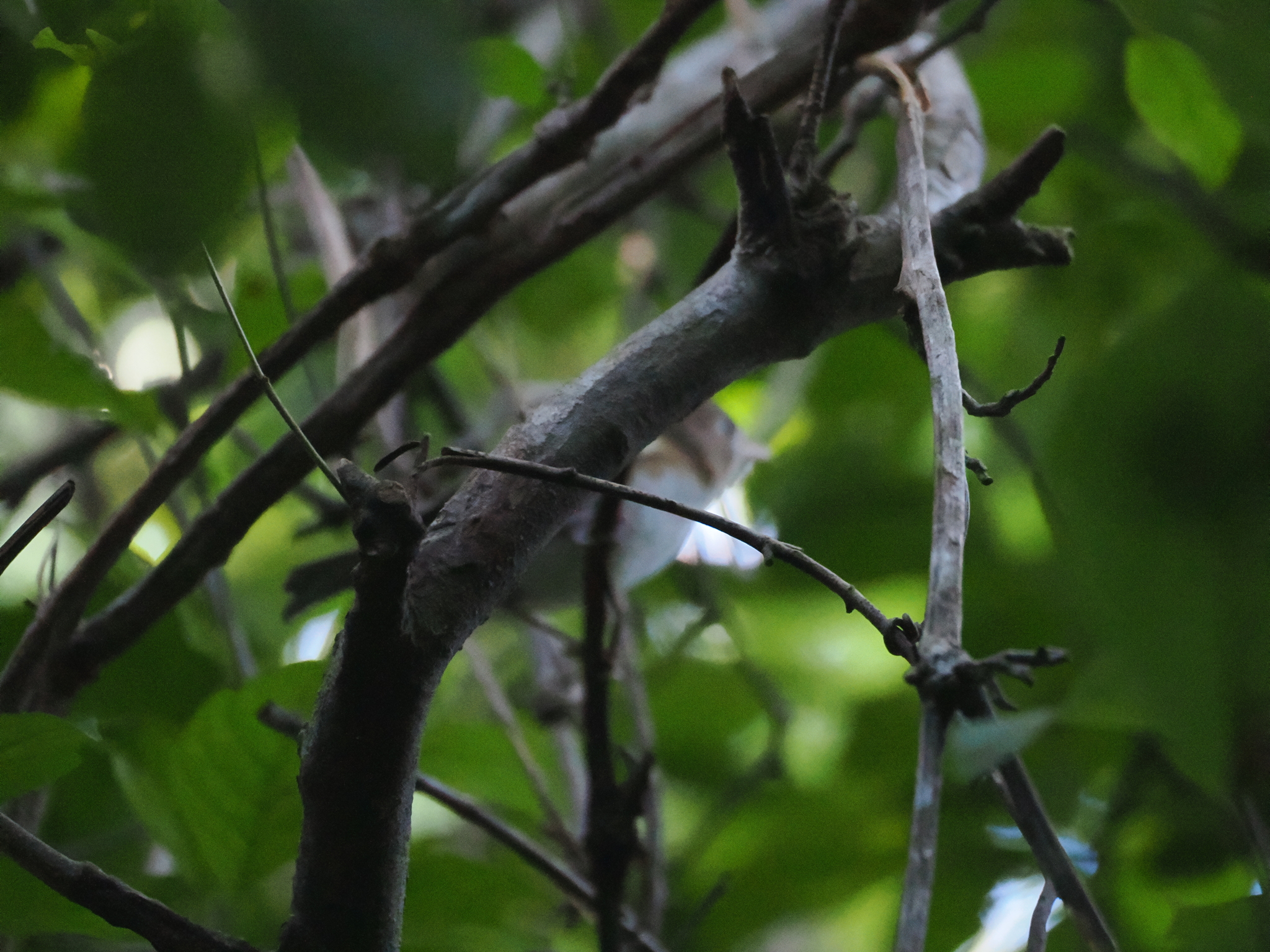 Cozumel Vireo (Vireo bairdi), photo 2