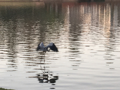 Ardea herodias