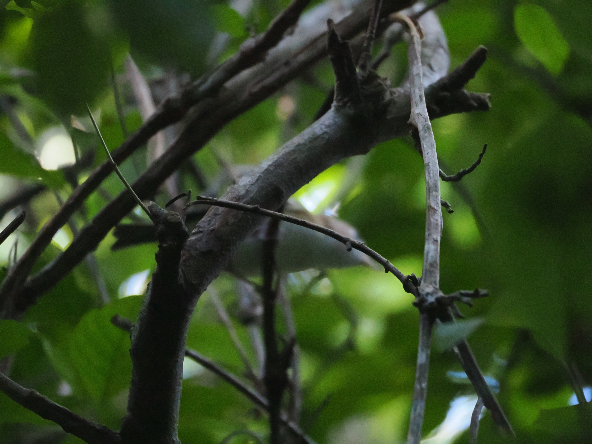 Cozumel Vireo (Vireo bairdi), photo 3