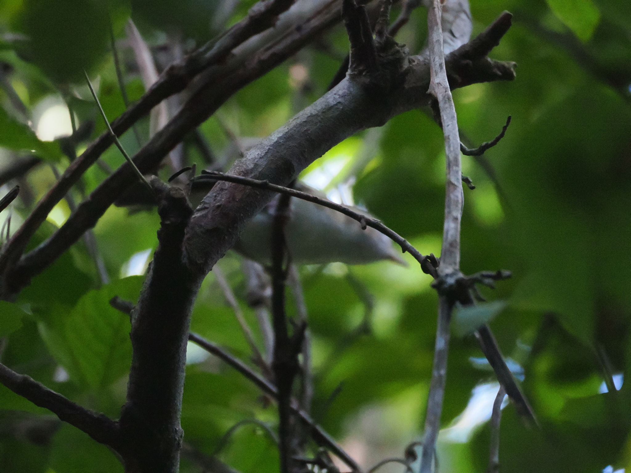 Cozumel Vireo (Vireo bairdi), photo 4