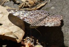 Hamadryas feronia farinulenta