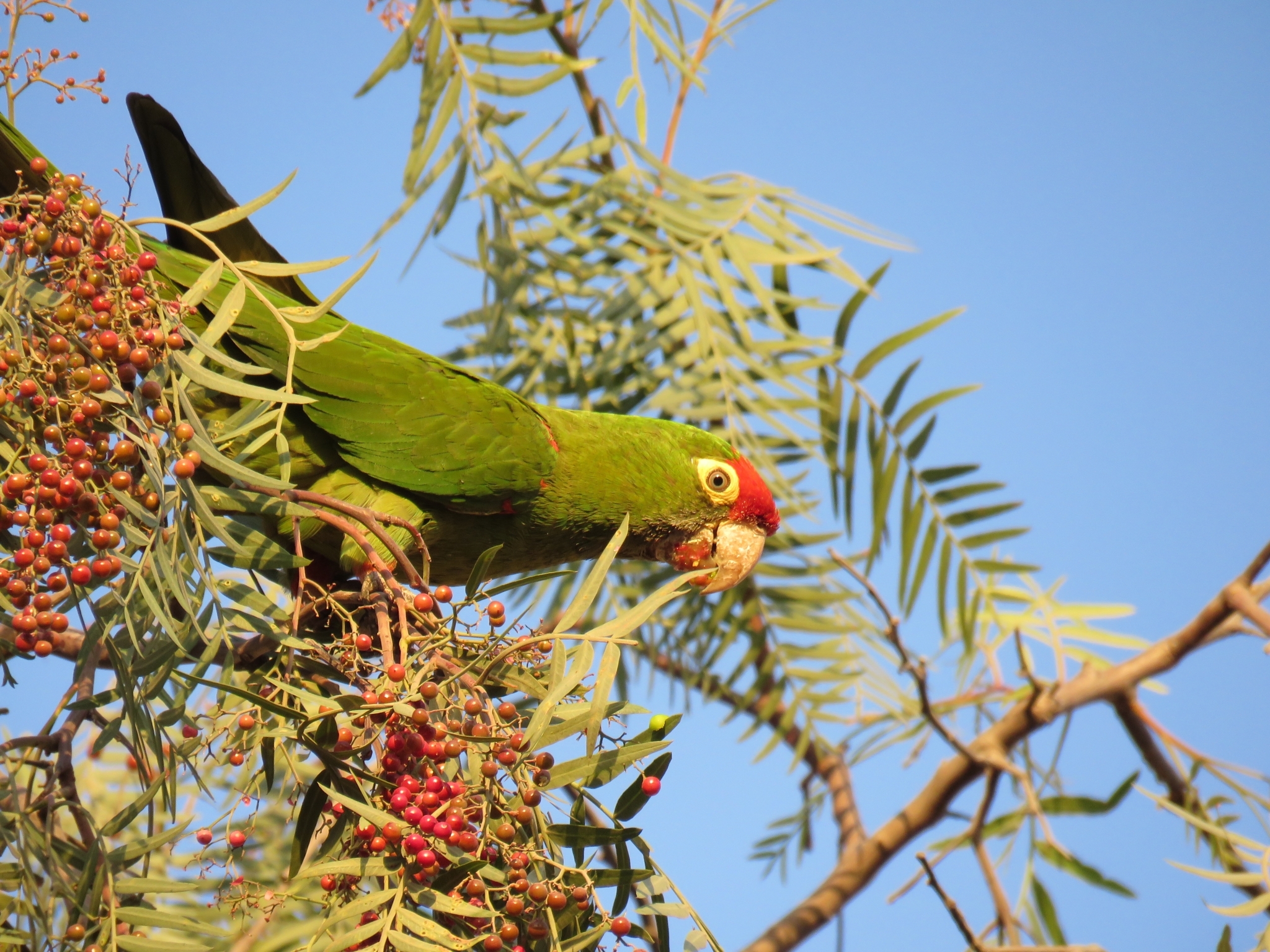 Cordilleran Parakeet (Psittacara frontatus)
