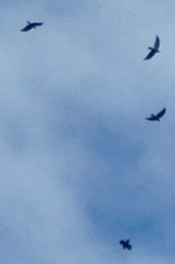 Corvus
