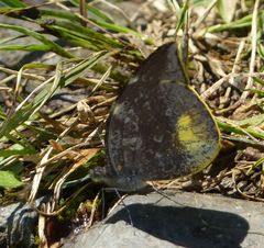 Lieinix nemesis atthis