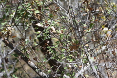 Malacomeles denticulata