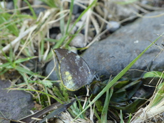 Lieinix nemesis atthis