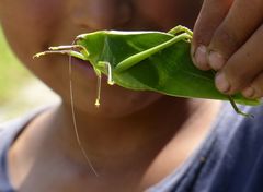 Stilpnochlora quadrata