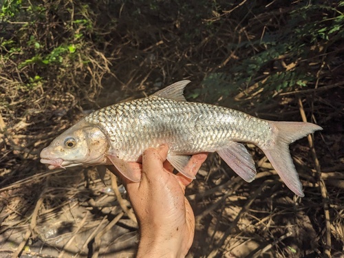 Johnston's barb (Labeobarbus johnstonii) — Cyprinidae — 2