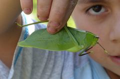 Stilpnochlora quadrata