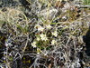 Androsace triflora - Photo (c) Игорь Поспелов, some rights reserved (CC BY-NC), uploaded by Игорь Поспелов