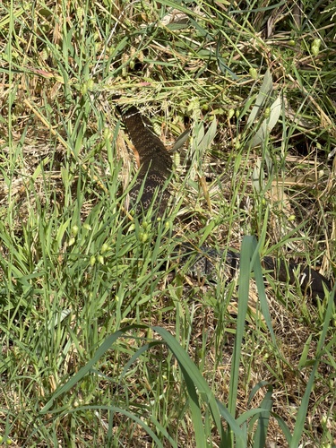 Tiger Snake sighting