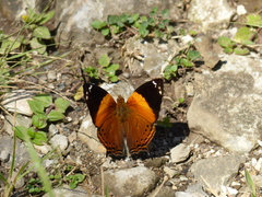 Hypanartia godmanii