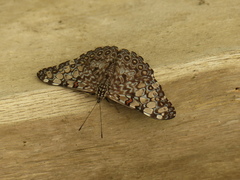 Hamadryas feronia farinulenta