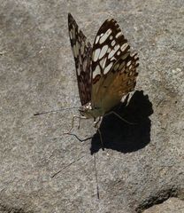 Hamadryas feronia farinulenta