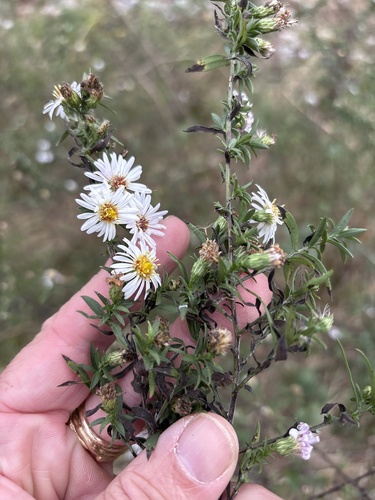 Symphyotrichum praealtum, photograph 6