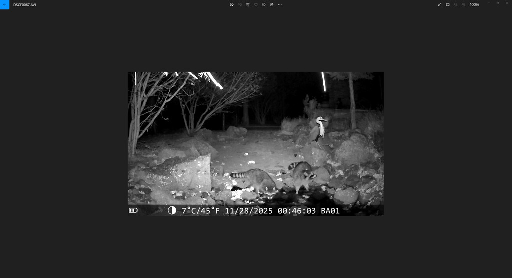 Common Raccoon from Archie Briggs Rd, Bend, OR 97703, USA on November ...