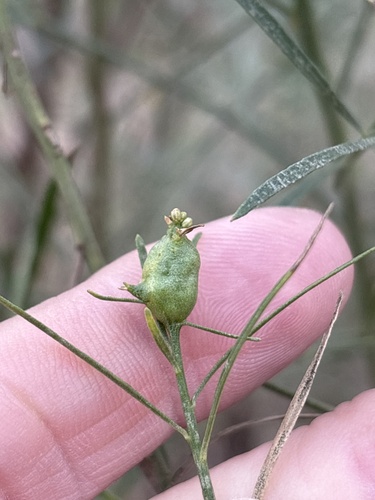 Unknown species found near Sandy Lane Park, Fort Worth, TX, US